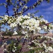 Prunus avium 'Sweet Cherry Pie' Prunus avium 'Sweet Cherry Pie'