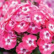 Phlox paniculata 'Famous Coral' Phlox paniculata 'Famous Coral'