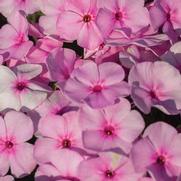 Phlox paniculata 'Famous Light Pink'