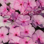 Phlox paniculata 'Famous Light Pink' Phlox paniculata 'Famous Light Pink'