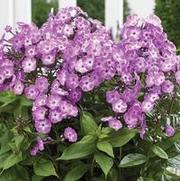 Phlox paniculata 'Famous Light Purple' Phlox paniculata 'Famous Light Purple'