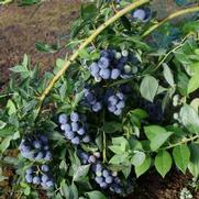 Vaccinium corymbosum 'Berries Galore' Vaccinium corymbosum 'Berries Galore'