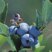 Vaccinium corymbosum 'Polaris' Vaccinium corymbosum 'Polaris'
