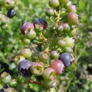 Vaccinium corymbosum 'Reka' Vaccinium corymbosum 'Reka'
