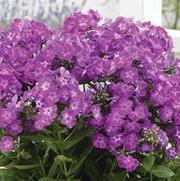 Phlox paniculata 'Famous Purple' Phlox paniculata 'Famous Purple'