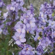 Polemonium yezoense 'Purple Rain Strain' Polemonium yezoense 'Purple Rain Strain'