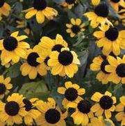 Rudbeckia triloba 'Blackjack Gold' Rudbeckia triloba 'Blackjack Gold'