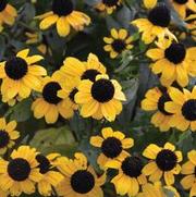 Rudbeckia triloba 'Blackjack Gold'