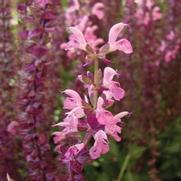 Salvia nemorosa 'Swifty Rose'