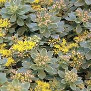 Sedum 'Kamtschaticum Variegatum'