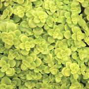 Sedum 'Makinoi Ogon' Sedum 'Makinoi Ogon'