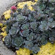 Sedum 'Sun Sparkler Blue Elf'