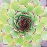 Sempervivum 'Carmen'