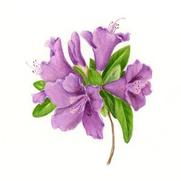 Azalea x. hybrid 'Herbert' Azalea x. hybrid 'Herbert'