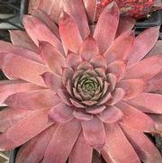 Sempervivum 'Peggy' Sempervivum 'Peggy'