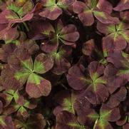 Trifolium repens '4 Luck Coco Mint' Trifolium repens '4 Luck Coco Mint'