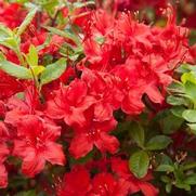 Azalea x. hybrid 'Electric Lights Red'