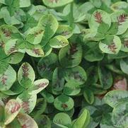 Trifolium repens '4 Luck Red Stripes' Trifolium repens '4 Luck Red Stripes'