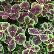 Trifolium repens 'Lucky' Trifolium repens 'Lucky'