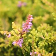 Calluna vulgaris 'Blazeaway'