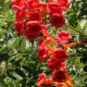 Campsis radicans 'Flamenco' Campsis radicans 'Flamenco'