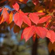 Carpinus caroliniana Carpinus caroliniana