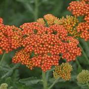 Achillea millefolium 'Sassy Summer Sunset'