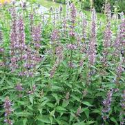 Agastache hybrid 'Purple Haze' Agastache hybrid 'Purple Haze'