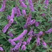 Buddleia humdinger 'Lavender Cupcake' Buddleia humdinger 'Lavender Cupcake'