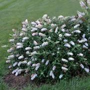 Buddleia humdinger 'Little Angel' Buddleia humdinger 'Little Angel'