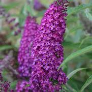 Buddleia humdinger 'Magenta Munchkin' Buddleia humdinger 'Magenta Munchkin'