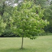 Castanea dentata