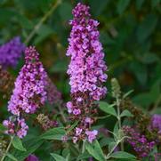 Buddleia humdinger 'Orchid Annie' Buddleia humdinger 'Orchid Annie'