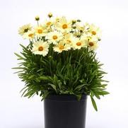 Coreopsis hybrid 'Uptick Cream' Coreopsis hybrid 'Uptick Cream'