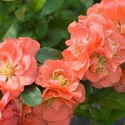 Chaenomeles speciosa 'Double Take Peach Storm'