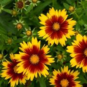 Coreopsis hybrid 'Uptick Gold and Bronze'