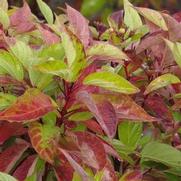 Cornus sericea 'Firedance'