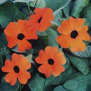 Thunbergia alata 'Sunny Orange Wonder' Thunbergia alata 'Sunny Orange Wonder'