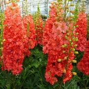 Delphinium elatum 'Red Lark'