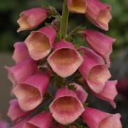 Digitalis hybrida 'Arctic Fox Rose'