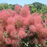 Cotinus coggygria 'The Velvet Fog'