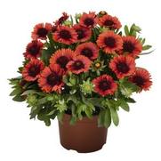 Gaillardia grandiflora 'Spin Top Red'