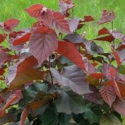 Corylus americana 'Purpleleaf Bailey Select' Corylus americana 'Purpleleaf Bailey Select'