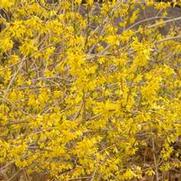 Forsythia ovata 'Northern Gold' Forsythia ovata 'Northern Gold'
