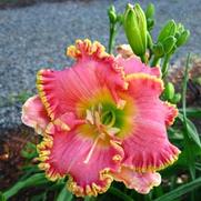 Hemerocallis hybrid 'Diva's Choice'