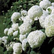 Hydrangea arborescens 'Annabelle'