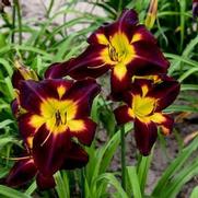 Hemerocallis hybrid 'Rainbow Rhythm Persian Ruby'