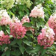 Hydrangea paniculata 'Flare' Hydrangea paniculata 'Flare'