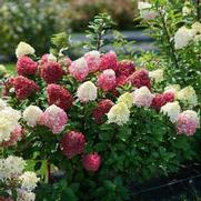 Hydrangea paniculata 'Little Lime Punch'