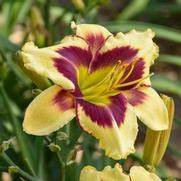 Hemerocallis hybrid 'Rainbow Rhythm Star of the North'